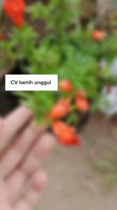 Bibit Delima Merah Jumbo Kondisi Berbunga