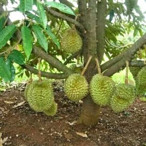 Bibit Durian bawor tinggi 1 meter pendek bisa berbuah