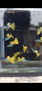 Metal yellow guppy trio aquarium fish with blue accents.
