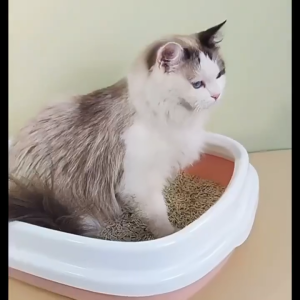 Easy-Clean  Cat Litter Box with Raised Rim and Deodorizing SystemLarge Cat Litter Box with Scoop Kitten Litter Box Cat Toilet Deodorization Leakage Prevention