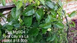 1 Kg Phân Bón Magie Sunphat 99% Bột Nhiễn Trồng Cây Xanh Lá