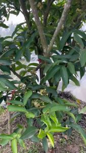 Cây  giống mận xanh đường Long Phú (Sóc Trăng) Cam kết chuẩn giốngthu hoạch trái sau 10 tháng tròng