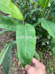 Daun lengkuas / daun laos segar isi 25 lembar petik langsung-az