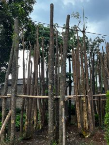 pohon pule gruping/gruping tinggi 5-6 meter siap kirim dan tanam murah