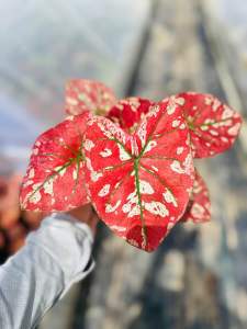 บอนสีหนึ่งเดียวในจักวาล บอนสีที่หายาก และสวยมาก