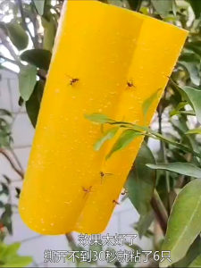 Quinque Melon Fruit Fly Glue Sheet Kills Fruit Flies Wasps Honey Bee Trap Yellow Insect Glue Sheet MDR