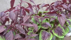 RED AMARANTH SEEDS (1600PCS SEEDS) - HYBRID/FOR PLANTING/SUPER RED/FOR GARDEN