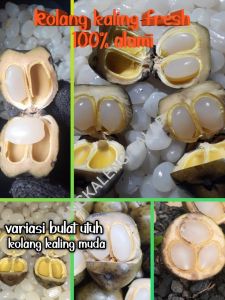 promo termurah kolang kaling bulat utuh kolang kaling segar 1kg