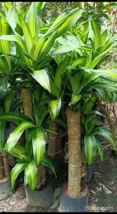 Extra Large Dracaena Fragrans Massangeana cornstalk Corn plant Live gardening pokok