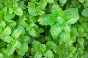 ชาใบมิ้นท์ ใบมิ้นท์อบแห้ง ขนาด 100 กรัม พร้อมส่ง