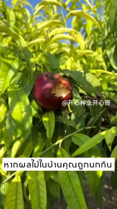 ไม่มีนกเข้ามาใกล้ในระยะ 10000 เมตร ที่ไล่นก สวนผลไม้ ก้อนไล่นก ไล่นกพิราบ ทำจากสารสกัดธรรมชาติ ไม่เป็นอันตราย จัดส่งในพื้นที่