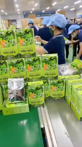 Trà Kim Tiền Thảo Râu Mèo Bổ Thận Lợi Tiểu Thanh Lọc Cơ thể Đẹp Da hộp 30 Túi