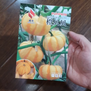 Hạt Giống Bí Ngô Sọc Cam VÂN NAM hạt giống bí ngô độc lạ Hoang My food and beauty