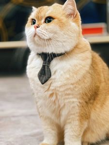 Adjustable Plaid Bow Tie Neck Collar for Pets Cats And Dogs British Style Bell Accessories Pet Supplies Fashionable Pet Accessories