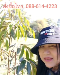 มาก 60 ประมาณ ผลิตภัณฑ์ สร้างความสมดุลให้พืชสมบูรณ์ (ระเบิดราก กระชากใบ)