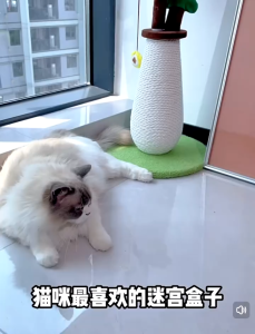 Cat Toys Cat Puzzle Toys Cat Hole Digging Toys Cat Teasing Box Track Ball Toy for Cats for Cats Physical Exercise