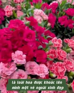 Gói 150 hạt giống hoa cẩm chướng kép đủ màu.