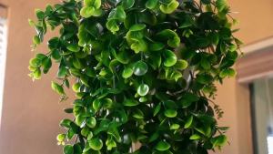 5 Cây Giả Dạng Dây Thường Xuân Nhựa Dùng Trang Trí Vòng Hoa Giáng Sinh Vòm Cưới Nhà Cửa Vườn Treo Tường Quà Tặng Tự Làm