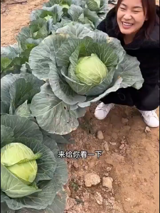 Benih Kubis Bulat Manis (50 Seeds)/甘蓝包菜种子/Cabbage Seeds
