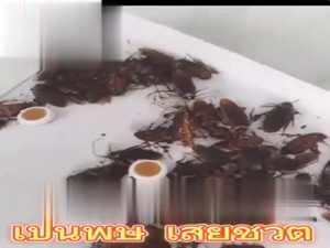 ยาฆ่าแมลงสาบ กำจัดแมลงสาบ ยากำจัดแมลงสาบ ไล่แมลงสาบ  cockroaches killer  แมลงสาบ กำจัด เหยื่อกำจัดแมลงสาบ เจลกำจัดแมลงสาบ ยากำจัดแมลงสาบ เจลฆ่าแมลงสาบ กำจัดแมลงสาบถึงราก ใช้งานง่าย ไม่ต้องสัมผัสโดยตรง ปลอดภัย เชื่อถือได้ ไม่มีสารเคมีตกค้าง