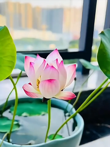 Bộ Hạt Giống Hoa Trồng Thủy Canh Mini ( 1 gói sen mini 10 hạt + 1 chai xanh dinh dưỡng thủy canh )