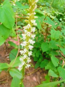 นางอั้วข้าวตอก ชุดละ 1 ต้น