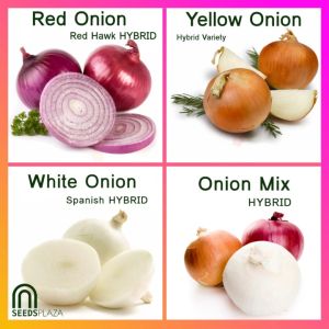 SeedsPLAZA™ - Hybrid Onion MIX Seeds | Red Onion | White Onion | Yellow Onion | Spring Onions Seed F1 Red Hawk Spanish