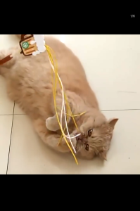 Original Fairy Cat Teaser Wand Long TasselDurable & Cute Interactive Toy for Cats Wholesale Available interact healthy