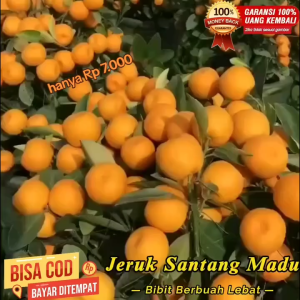BIBIT JERUK SANTANG MADU BERBUAH RIMBUN TINGGI 70-80CM