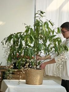 Arst Doce ตะกร้าหญ้าทะเลอเนกประสงค์ - ฝากระถางดอกไม้ ภาชนะสาน แจกัน ถังขยะ ชั้นวางหวาย ตะกร้าผ้า