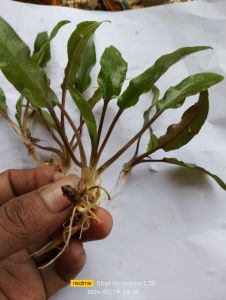 cripto weanditi Gren paket hemat tanaman aquascape