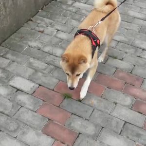 Adjustable Dog Harness with Reflective Dog Leash for  Medium Large Dogs