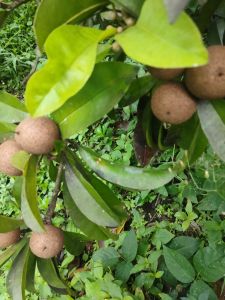 Buah Sawo Muda untuk Obat Herbal 500  gram 20000