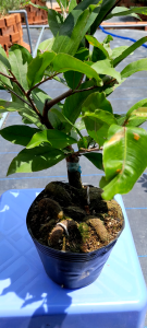 Mai Giảo Như Ý Quấn Rễ Hình Rắn - Dáng Cây Độc Lạ Hoa Đẹp Nhiều Cánh Trang Trí Nhà Cửa Sân Vườn Văn Phòng