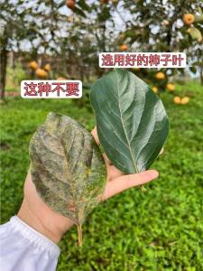 Handmade Brightening Pig Oil Cream Facial Moisturizer Lightens Yellow Tone Removes Dark Spots Nourishes Skin from within