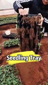 150pcs Seedling Tray 128 holes Hubs Pots For Plants Stand Applicable to all Plants (ROUND) 1 BOX Coco Peat Loam Soil Seedling Bag Garden Starter Trays Strength Seed Germination Plant Flower Pot