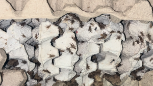 Live weekold Crickets (10-15mm ) Fresh High Protein Feed for Arowana Koi Birds Reptiles Locally Farmed in Singapore Same / Next Day Delivery