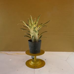 Cây Giữ Tiền Bạch Kim (Cây Giữ Tiền Vàng) - Cây Giữ Tiền Thái Giống Mới