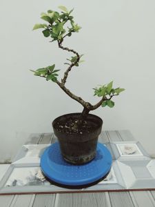 bonsai sianci