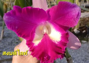 แคทรียาสงบดีไลท์ ไม้ผ่าแบ่งลำจากสายพันธุ์แท้ รับประกันสายพันธุ์