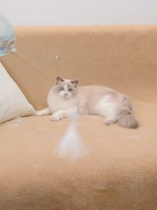 ส่งสินค้าทุกวัน แปรงรูดกำจัดขนแมว Pet Comb หวีกำจัดขน แปรงขนแมว ทำความสะอาดง่าย กำจัด ขนสัตว์ที่ติดเสื้อผ้า โซฟา พรม