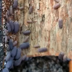isopod Cubaris Murina hiasan terrarium cleaning crew pembersih paludarium