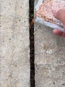 50PCS/PACK Mixed Colors Climbing Rose seeds-Beautiful Climbing Rose Flower Seeds for Planting-A611