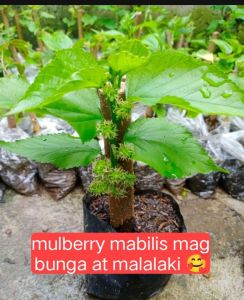 MULBERRY LIVE PLANTS ROOTED SEEDING ILLINOIS LEGIT BUHAY NA MAY UGAT AT DAHON NA