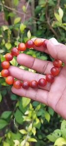 Gelang Raja Kayu Agatis Butiran Bulat Persisi Ukuran 12mm - Bracelets