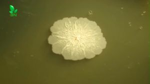 Gói 1 Kg Bacillus Amyloliquefaciens Mật Độ 100 Tỷ CFU/gr Dùng Cho Chăn Nuôi Và Nông Nghiệp