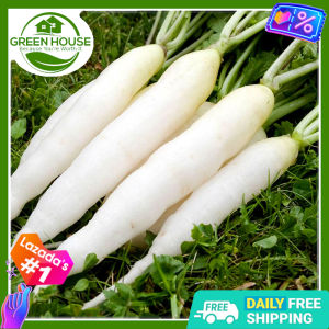 Green House® - White Radish Labanos Seeds for Planting Vegetable Plants (100 Seed) incl. Instruction how to Plant F1