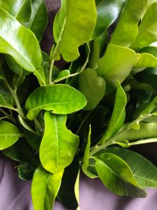 jual daun jeruk Bali segar 500 grm