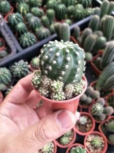 แคกตัส กระบองเพชร อิชินอบซิสซับเดนูดาต้าลูกเต๋า บอลลูน เด็ดสด /มีราก/พร้อมกระถาง