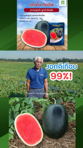 แตงโมดำ ทัมอัพ เมล็ดพันธุ์ แตงโม เจียไต๋ ซองละ 40กรัม เมล็ดแตงโม